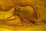 Two Detailed Fossil Flies (Diptera) In Baltic Amber #173712-1